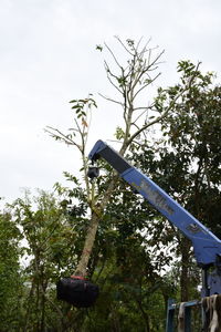 Low angle view of plants against sky