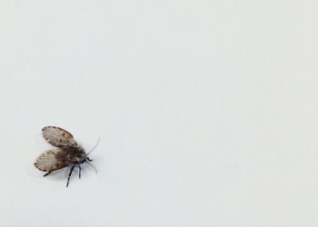 Close-up of insect over white background