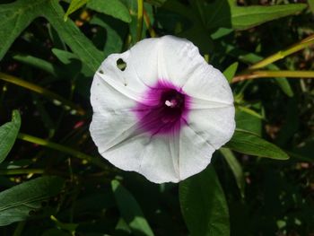 Close-up of purple flowering plant