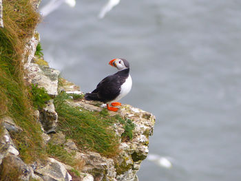 Puffin perching on rock