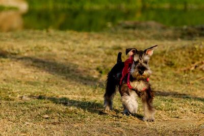 Portrait of schnauzer walking on field