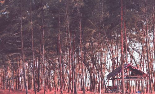 Bare trees in forest during winter