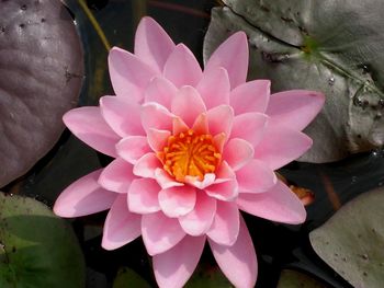 Close-up of lotus water lily in pond