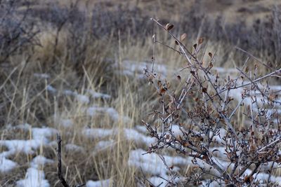 Dry plants on field during winter