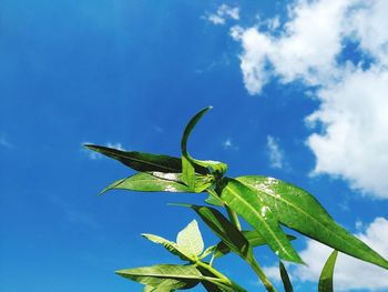 Low angle view of plant against sky