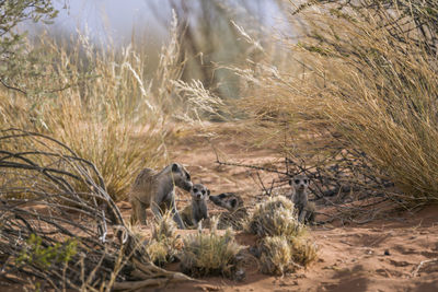 Meerkat on desert