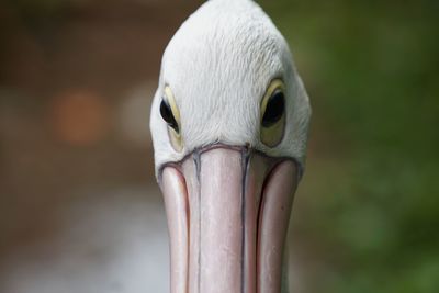 Close-up of swan