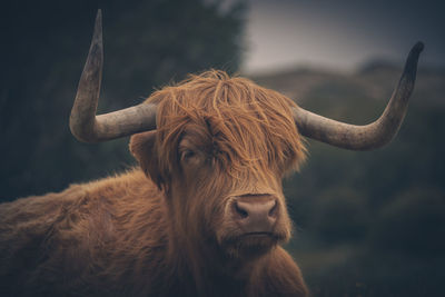 Highland cattle grazing in the meadow 