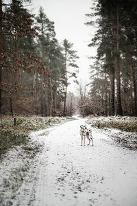 Dogs running in forest