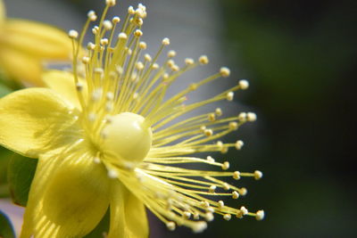 Close-up of yellow flowering plant