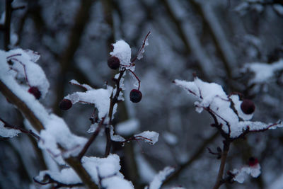 Close-up of frozen tree