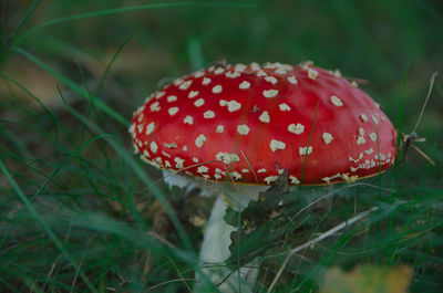 Close-up of fly agaric mushroom on field