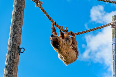 Low angle view of dog hanging on rope against sky