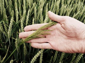 Man hand touch weed in wheat field. young green wheat corns growing in a field