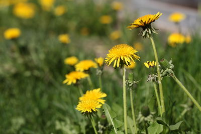 Close-up of yellow flowering plant on field