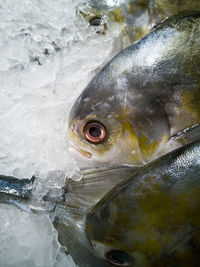 Close-up of fish in sea