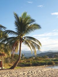 Palm tree by sea against sky