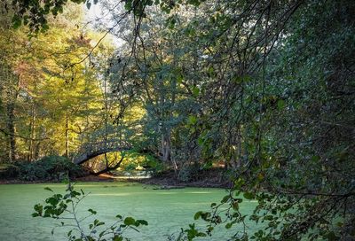 Scenic view of lake in forest