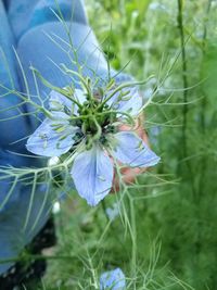 Close-up of flowering plant on field