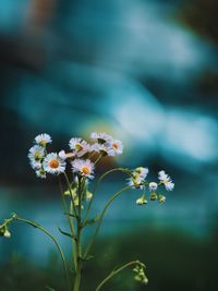 Close-up of flowering plant