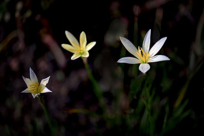 Close-up of white flowering plant