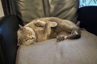 Cat relaxing on sofa at home