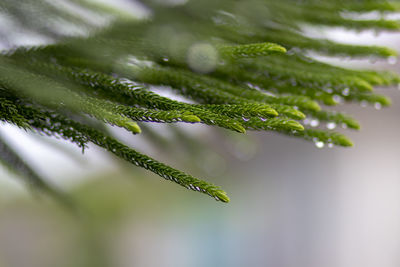Close-up of wet plant leaves in rainy season