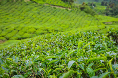 Beautiful scenery of tea plantation at cameron highland in malaysia. 