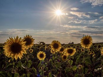 Sunflowers field 