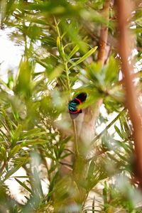 Butterfly on leaf