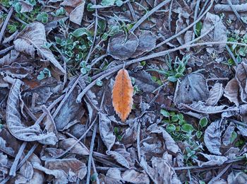 Fallen leaves on ground