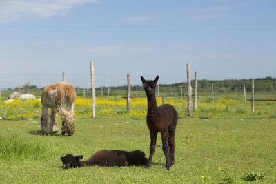 Horses in a field