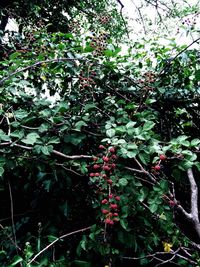 Red flowers growing on tree