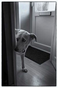 Close-up of dog at home