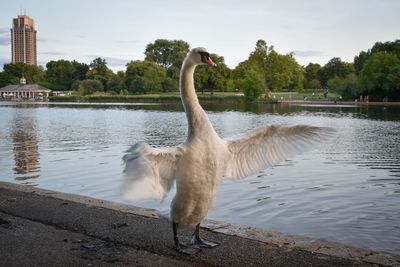 View of a swan in lake