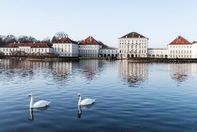 Swans on lake against sky