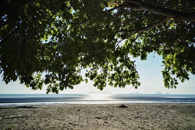 View of trees on beach