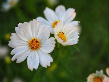 Close-up of white flowers blooming outdoors