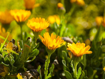 Close-up of yellow flowers blooming outdoors