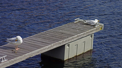 Seagulls perching on a sea