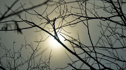 Low angle view of bare tree against sky