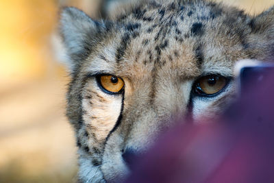 Close-up portrait of cat