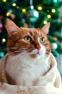 Portrait of a red cat wrapped ina blanket with snowflakes on the background of a christmas tree.