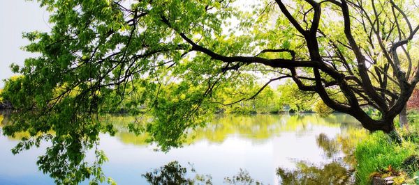 Reflection of trees in lake