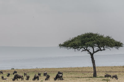 View of tree on field against sky