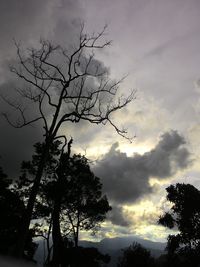 Low angle view of tree against cloudy sky