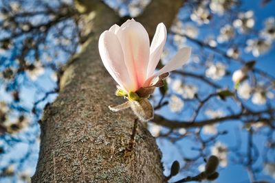 Close-up of flowering plant against tree