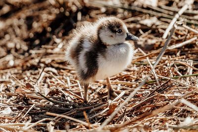 Close-up of a bird on field