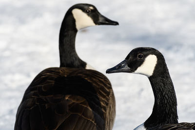 Close-up of a duck