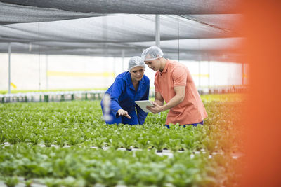 Greenhouse workers inspecting plants, using digital tablet